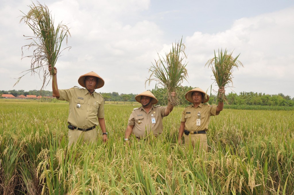 PANEN PADI—Wabup Agus Purmanto (tengah) bersama Kepala Dinas Pertanian Perkebunan dan Kehutanan (Dispertanbunhut) Boyolali Juwaris (kanan) dan Camat Nogosari Untung Raharjo melakukan panen raya padi di Desa Glonggong, Kecamatan Nogosari, Senin (31/1).