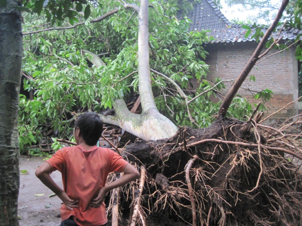 Pohon tumbang akibat angin ribut yang menerjang teras Boyolali Senin (24/1) sore