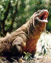 komodo