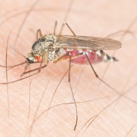nyamuk (Foto: thinkstock)