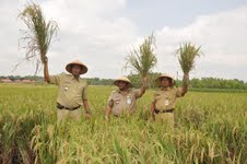 panen raya