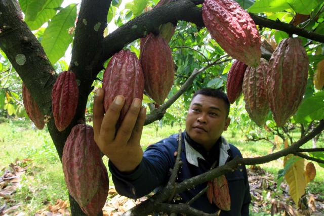 kakao (JIBI/Harian Jogja/Bisnis Indonesia)