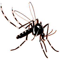 Ilustrasi nyamuk vektor chikungunya (JIBI/harianjogja.com/Dok.)