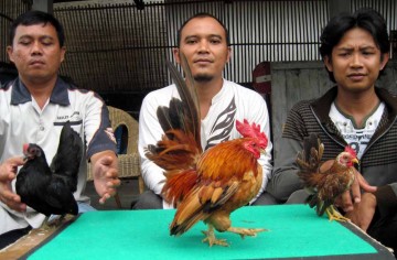 TAMPIL MENGGODA -- Pengurus Paguyuban Ayam Serama Sukowati (Pagass) menunjukkan ayam serama hasil pengembangbiakan mereka. (JIBI/SOLOPOS/Ahmad Hartanto)