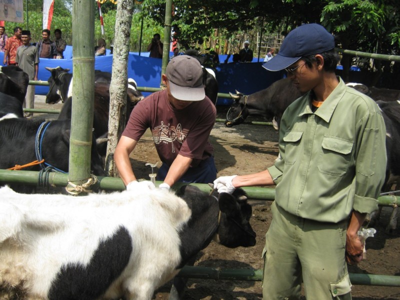 Apel Sapi (SOLOPOS/Farida Trisnaningtyas)