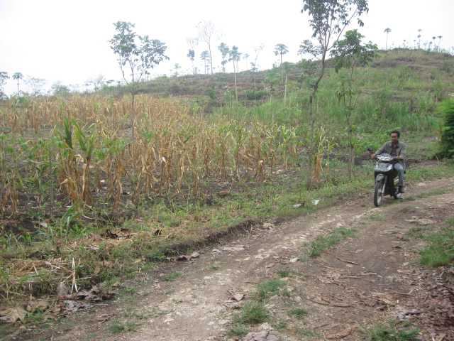 Hutan Lindung (Foto: Muhammad Khamdi)