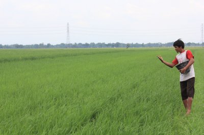 PEMUPUKAN -- Seorang petani sedang melakukan pemupukan di sawahnya beberapa waktu lalu. Saat ini konsumsi pupuk cenderung merosot lantaran banyaknya hama sehingga sebagian besar petani memilih berhenti bertanam. (JIBI/SOLOPOS/dok)