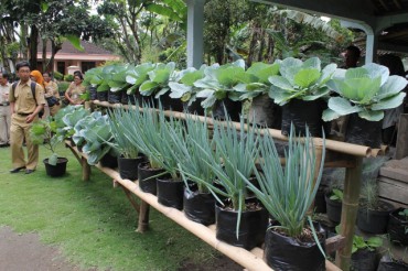 DESA SEBOTO, Kembangan Tanaman Sayur Dengan Polybag