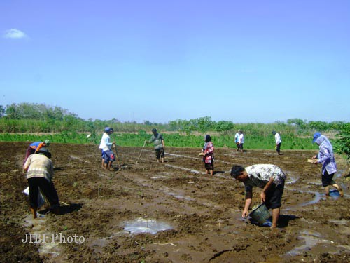TANAMI DEMPLOT -- Penyuluh pertanian dan kelompok tani Kalijambe, Sragen menanami demplot dengan kacang tanah, Jumat (29/6/2012). Rencananya demplot yang berukuran 2.000 meter persegi itu akan dijadikan sebagai lahan percontohan pengembangan tanaman pepaya. (JIBI/SOLOPOS/Nenden Sekar Arum)
