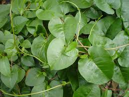 Daun Binahong (agrisilk.com)