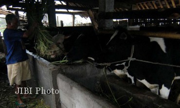 0507 celengan sapi dok
