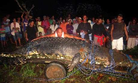 Lolong saat ditangkap (guardian.co.uk)