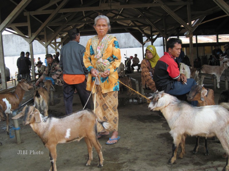 24kambing