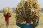 Petani memanggul beras hasil panen di daerah Ngemplak, Boyolali, beberapa waktu lalu. Meski jumlah orang yang mengalami kelaparan di dunia menurun menurut perhitungan badan pangan dan pertanian PBB, FAO, namun meningkatnya harga pangan bisa memperlambat upaya mengatasi kelaparan. (JIBI/SOLOPOS/Agoes Rudianto)