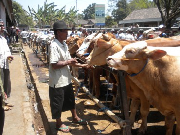 Ratusan sapi ditawarkan di pasar hewan Jatinom, Klaten, akhir pekan pekan kemarin. (Iskandar/JIBI/SOLOPOS)