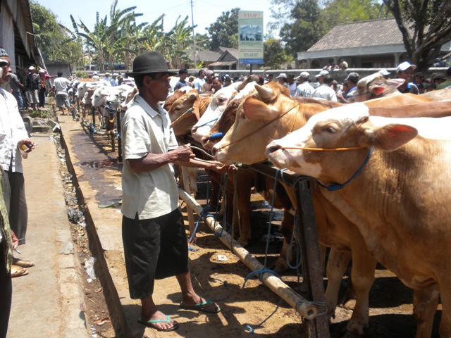 Ratusan sapi ditawarkan di pasar hewan Jatinom, Klaten, akhir pekan pekan kemarin. (Iskandar/JIBI/SOLOPOS)