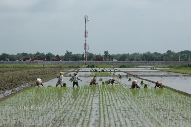 Penanaman padi dilakukan di area persawahan Desa Pandeyan, Kecamatan Ngemplak, Selasa (11/12/2012). Lokasi tersebut berada di sebelah selatan jalur tol Solo-Kertosono. (Oriza Vilosa/JIBI/SOLOPOS)