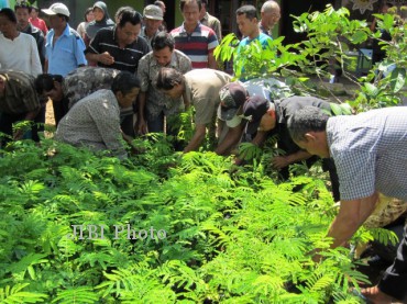 mengambil bibit sengon laut feature 187 harian jogja mengambil bibit sengon laut feature 187 harian jogja
