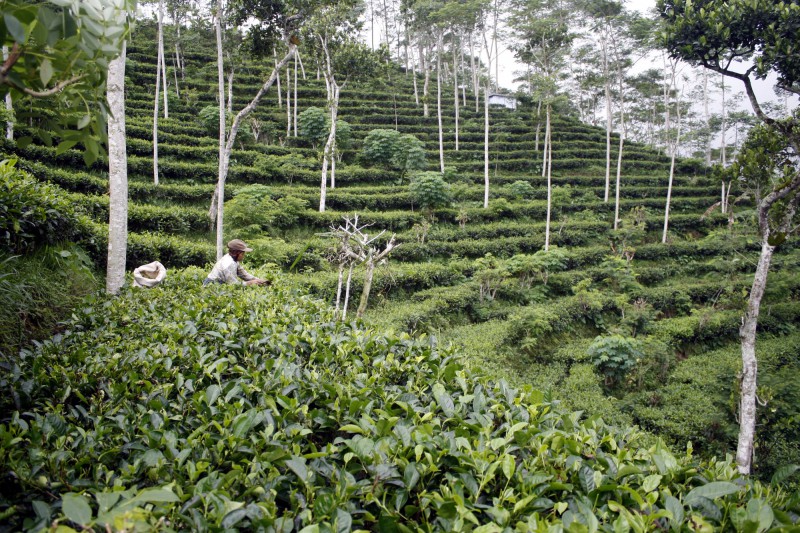 Kebun teh milik Purwanto di Dusun Tritis, Desa Ngargosari, Samigaluh, Kulonprogo memiliki pemandangan yang elok dan kesejukan udara sehingga berpotensi menjadi tempat wisata. (JIBI/HARIAN JOGJA/NINA ATMASARI)