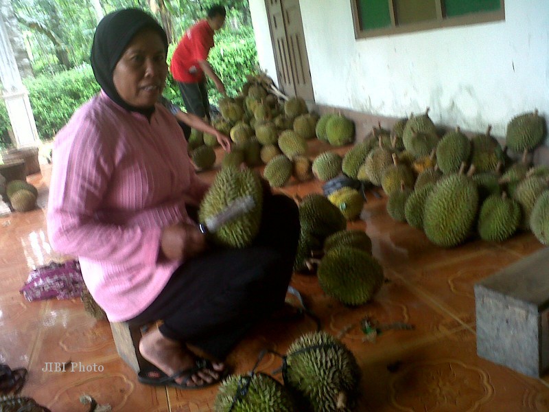 Sunarni menunjukkan durian di Dukuh Bagor, Desa Kanoman, Karangnongko, Klaten, yang dikenal kampung durian, Jumat (25/1/2013). (Moh Khodiq Duhri/JIBI/SOLOPOS)