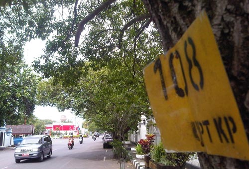Inventarisasi pohon perindang. (JIBI/Harian Jogja/Emdro Guntoro)