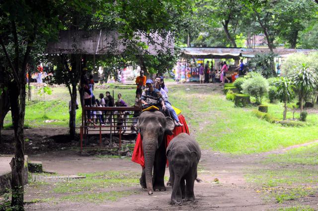 Suasana di Taman Satwa Taru Jurug (ilustrasi/Dok/JIBI)