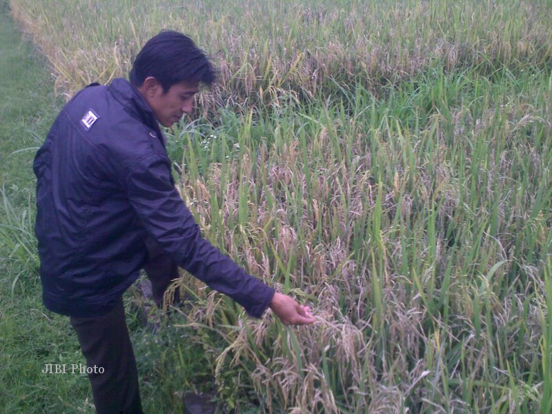 busuk leher