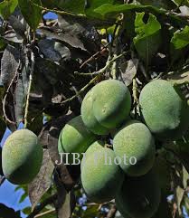 Mangga wikimedia ord