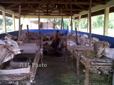 sapi