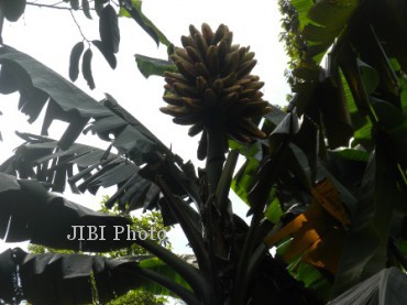 Pisang Songgobumi (JIBI/SOLOPOS/Tri Indriawati)