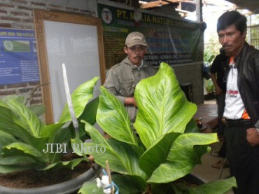 Jenmanii (JIBI/SOLOPOS/Tri Indriawati)