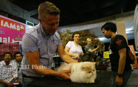 Seorang juri memeriksa kondisi kucing dalam kontes kucing internasional di Solo Paragon Mall. Sabtu (22/6/2013). Pameran dan kontes tersebut diikuti oleh pecinta kucing dari pelbagai penjuru Indonesia