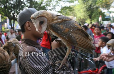 BURUNG HANTU
