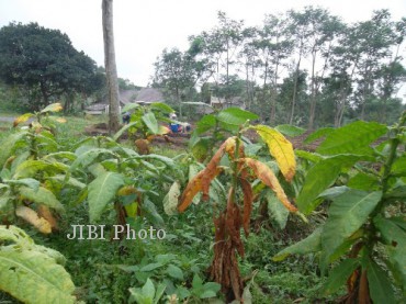 Daun tembakau di Sidorejo, Kemalang, Klaten tampak mengering dan membusuk lantaran tidak segera dipanen oleh pemiliknya, akhir pekan kemarin. Petani memilih tidak memetik daun tembakau yang sudah siap dipanen karena harga jual menurun drastis akibat anomali cuaca. (Shoqib Angriawan/JIBI/Solopos)