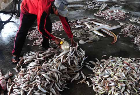 Foto Ikan Ilustrasi
JIBI/Harian Jogja/Antara