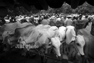 Ilustrasi pasar sapi (Dok/Solopos)