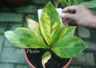 Daun-daun anthurium Jemanii varigeta yang belakangan ini sedang naik daun lagi. (dok. Solopos.com)