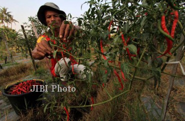 MEMANEN CABE MERAH KERITING