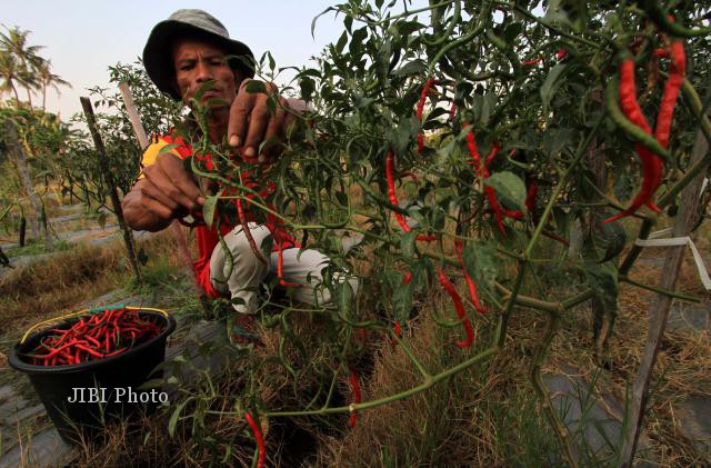 MEMANEN CABE MERAH KERITING
