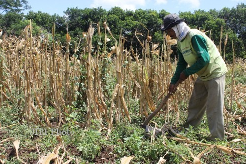 Petani menebang sisa batang jagung yang belum lama ini dipanen di Desa Gedong Jetis, Tulung, Selasa (20/8/2013). Serangan hama tikus yang meluas hingga ke tanaman jagung menyebabkan petani resah. (
Shoqib Angriawan/JIBI/Solopos)