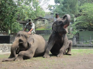 Ilustrasi gajah di Gembiraloka Zoo (JIBI/Harian Jogja/Dok.)