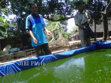 Ketua Kelompok Tani Ngudi Rejeki I, Hartono, dan Penyuluh BP3K Plupuh, Sukatno, memberikan makan ikan patin yang dibudidayakan di kolam terpal, Senin (23/9/2013). (Himawan Ardhi Ristanto/JIBI/Solopos)