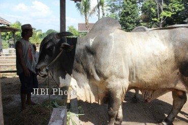 Salah seorang pekerja, Tugiman, memberikan pakan untuk sapi seberat 1 ton milik Pramono, warga Solodiran, Desa Solodiran, Kecamatan Manisrenggo, Klaten, Rabu (25/9/2013). (Shoqib Angriawan/JIBI/Solopos)