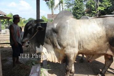  Salah seorang pekerja, Tugiman, memberikan pakan untuk sapi seberat 1 ton milik Pramono, warga Solodiran, Desa Solodiran, Kecamatan Manisrenggo, Klaten, Rabu (25/9/2013). (Shoqib Angriawan/JIBI/Solopos)