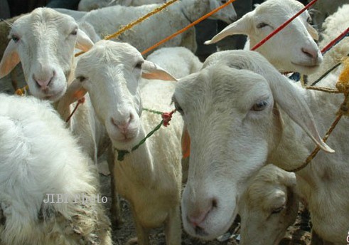 Ilustrasi kambing