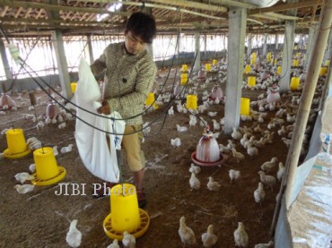  Karyawan peternakan ayam pedaging di Desa Pandeyan, Kecamatan Grogol, Sukoharjo, memberi makan ayam yang baru berusia sekitar sepekan, Selasa (3/9/2013). (Dian Dewi Purnamasari/JIBI/Solopos) 