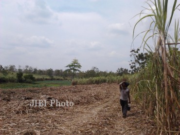 Seorang buruh penebang tebu, Sukimin, melintasi perkebunan tebu yang akan ia panen, di Kecamatan Tangen, Sragen, Rabu (18/9/2013). (Ika Yuniati/JIBI/Solopos)