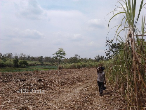 Seorang buruh penebang tebu, Sukimin, melintasi perkebunan tebu yang akan ia panen, di Kecamatan Tangen, Sragen, Rabu (18/9/2013). (Ika Yuniati/JIBI/Solopos)