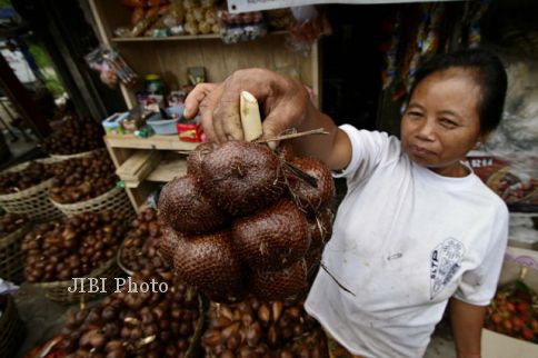 Salak pondoh andalan Kabupaten Sleman (ilustrasi)