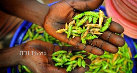 KISAH UNIK : Mahasiswa Kanada Temukan Tepung Berbahan Serangga - kisah